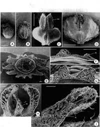 Image result for Pouzolzia parasitica