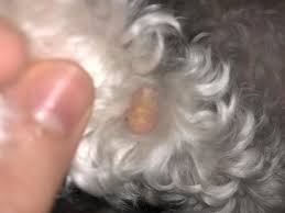 Relax your grip slightly metallic functions. My Dogs Paw Pads Are Slightly Yellow His Carpal Pad Is Really Yellow And He Keeps Biting And Licking His Paws Petcoach