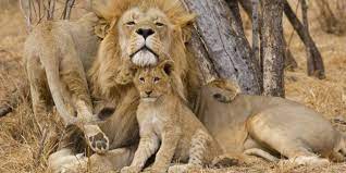 He was a fine man and a dedicated lion. Mozambique Lion Population Rebounds In Gorongosa National Park Afrik 21