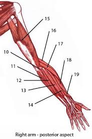 The 3 muscle groups of the forearm each have their own unique form. Free Anatomy Quiz Upper Arm Muscles From The Back Can You Name Them Human Anatomy And Physiology Muscle Anatomy Muscle