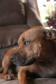 Pin On Pibbles