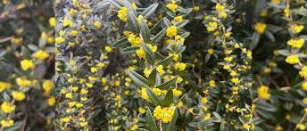 Image result for Berberis julianae