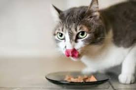Buy any bag of food at petsmart and we donate a meal to shelter cats! 4health Best Cat Food Honest Reviews Animals Comparison