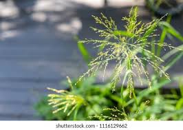 Image result for Panicum deustum