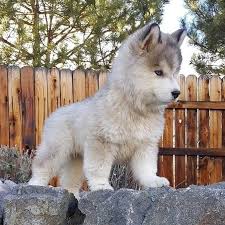 We breed and raise our puppies in a home environment with lots of care, love and attention and cages/kennels are. Cute Siberian Husky Puppy Aww