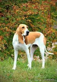 Image result for švycký honič