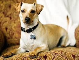 Tips For The First 30 Days Of Dog Adoption Petfinder Dog Adoption Dog Care Dogs