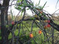 Image result for Adenia repanda