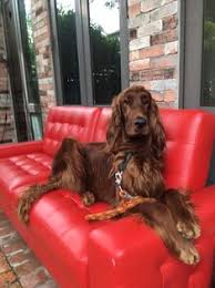 Occasionally, we offer gordon setter puppies available for sale. 900 Irish Setter Ideas In 2021 Irish Setter Irish Irish Setter Dogs