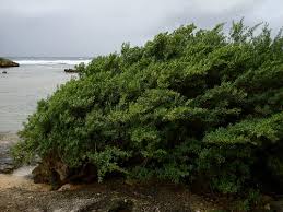 Image result for Pemphis