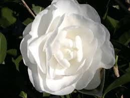 Autumn Moon Camellia Moon Garden Garden Inspiration Plants
