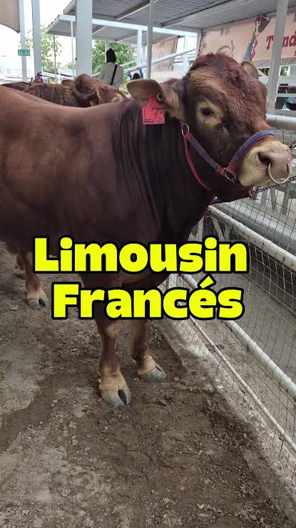 Ganadería: Beneficios del Limousin en la Producción