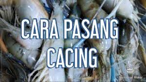 7 umpan mancing udang galah paling ampuh. Download Sini Ku Ajar Cara Pasang Umpan Cacing Untuk Mancing Udang Galah Mp4 3gp Mp3 Flv Webm Pc Mkv Daily Movies Hub