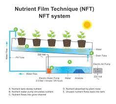 What Is Nft Hydroponics Guide To Nutrient Film Technique Smart Garden Guide Nft Hydroponics Hydroponics Film Technique