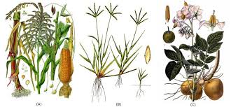 Image result for Solanum sp. B