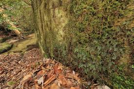 Image result for Hymenophyllum tunbridgense