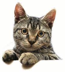 Cat Face Striped Tabby Cats Animals Cat Photo