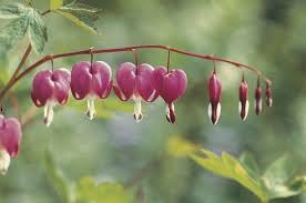 Birds Blooms Magazine Telephone Number Top 10 Old Fashioned Flowers Flower Gardening Birds Blooms Shade Tolerant Plants Shade Plants Flower Fashion