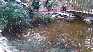 Would it be possible to add an extra filter at some point as i think the easy pod is right on the limit of its filtering capability with your 2000 gallons. Koi Pond 8000 Gallons Youtube