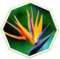 Flower Meanings And Symbolism Ftd Com Flower Meanings Paradise Meaning Birds Of Paradise