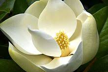 It grows on cool moist sites. Magnolia Grandiflora Wikipedia