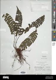 Image result for Dichilus lebeckioides