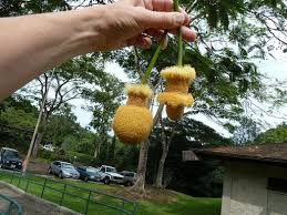 Image result for Parkia