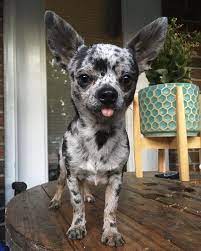 Find the perfect chihuahua puppy for sale at puppyfind.com. Beau Boy Blue Merle Chihuahua Blue Merle Chihuahua Merle Chihuahua Cute Chihuahua