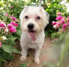 The weiss family is at it again. Meet Vivian. The sweetest little Terrier  mix. We will have her for a week while she finds her forever home.  Interested in adopting???  https://petlover.petstablished.com/pets/public/1852751?awo=Rescue+Inc.+&widget=false