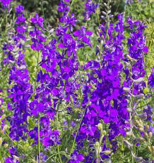 Purple Rocket Larkspur Delphinium Annual 100 Seeds Etsy Flower Seeds Larkspur Flower Delphinium