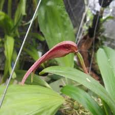 Image result for Ornithoglossum