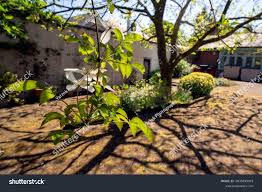 Image result for Clematis brachiata