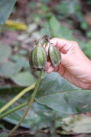 Bat Flower Propagation How To Grow Bat Flower From Seed Bat Flower Flower Seeds Orchid Seeds