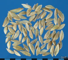 Herbisida andalan pembasmi gulma jagungan grinting ditanaman padi. Cynodon Dactylon Tropical Forages