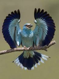 Bird With Wings Spread Out Pin On Animal