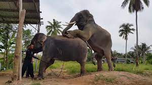 Elephant Mating and Sperm Collection (MUST WATCH) - YouTube