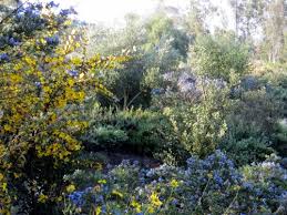 Ceanothus concha california lilac plant. Concha Ceanothus Ceanothus Concha