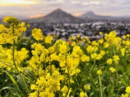 From the conceptualizing, to the crafting, the perfect little. See Photos Of Big Sur Slo County Wildflowers Blooming San Luis Obispo Tribune