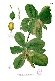 Image result for Combretaceae