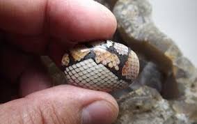Agate Meaning In Hindi Snake Skin All About Snakes Agate