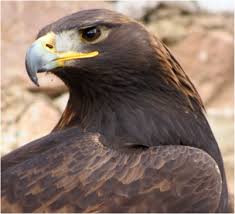 PROCER | Águila real - Aquila chrysaetos