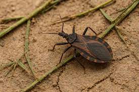 Todos somos necesarios: Enfermedad de Chagas - OPS/OMS | Organización  Panamericana de la Salud