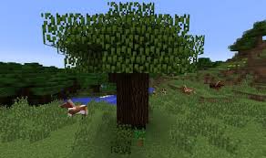 Minecraft Java Edition - Dark Oak Trees Are Not Growing Even Though All  Requirements Are Met - Arqade
