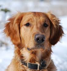 Meeting the parent breeds in person and asking to see health. Top Flight Golden Retrievers Golden Retriever Puppies Breeders Wisconsin