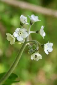 Image result for Cynoglossum coeruleum