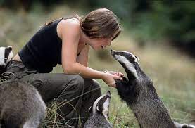 Hiro On Twitter American Badgers Look Like They Re About To Drag You Into A Back Alley And Pull A Shiv On You To Demand Money For Their Meth Habit European Badgers Look