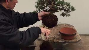 In this video we had shown how to repot a ficus bonsai. Bonsai Tree Repotting Tutorial Peter Chan Youtube