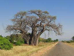 Baobab Weird Trees Boabab Tree Baobab Tree