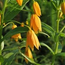 Image result for Littonia modesta