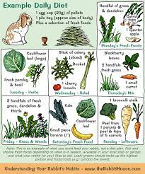 Your Rabbit S Diet Plants Vegetables Fruit